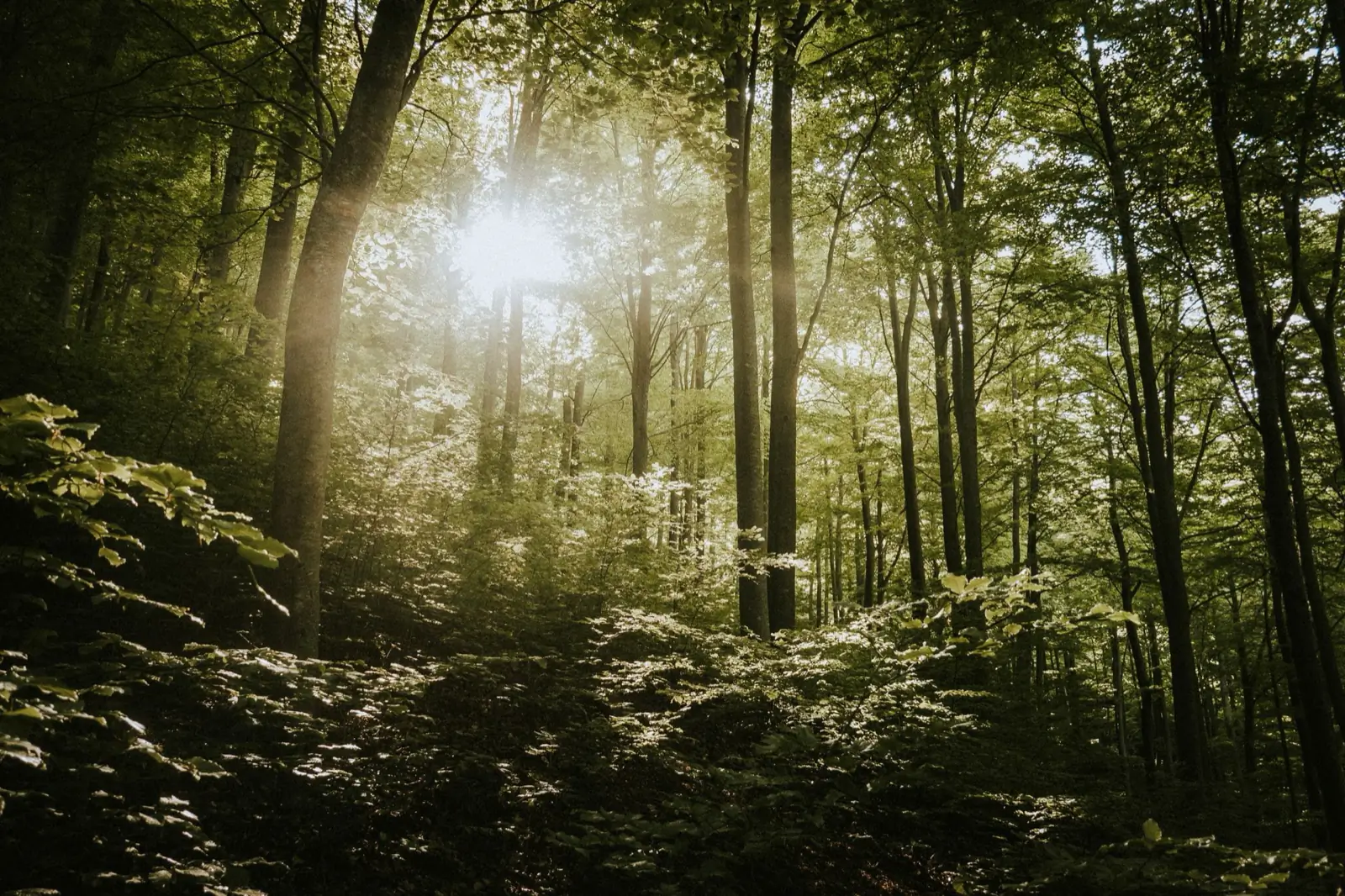 Forest photo, one of a batch of images compressed together