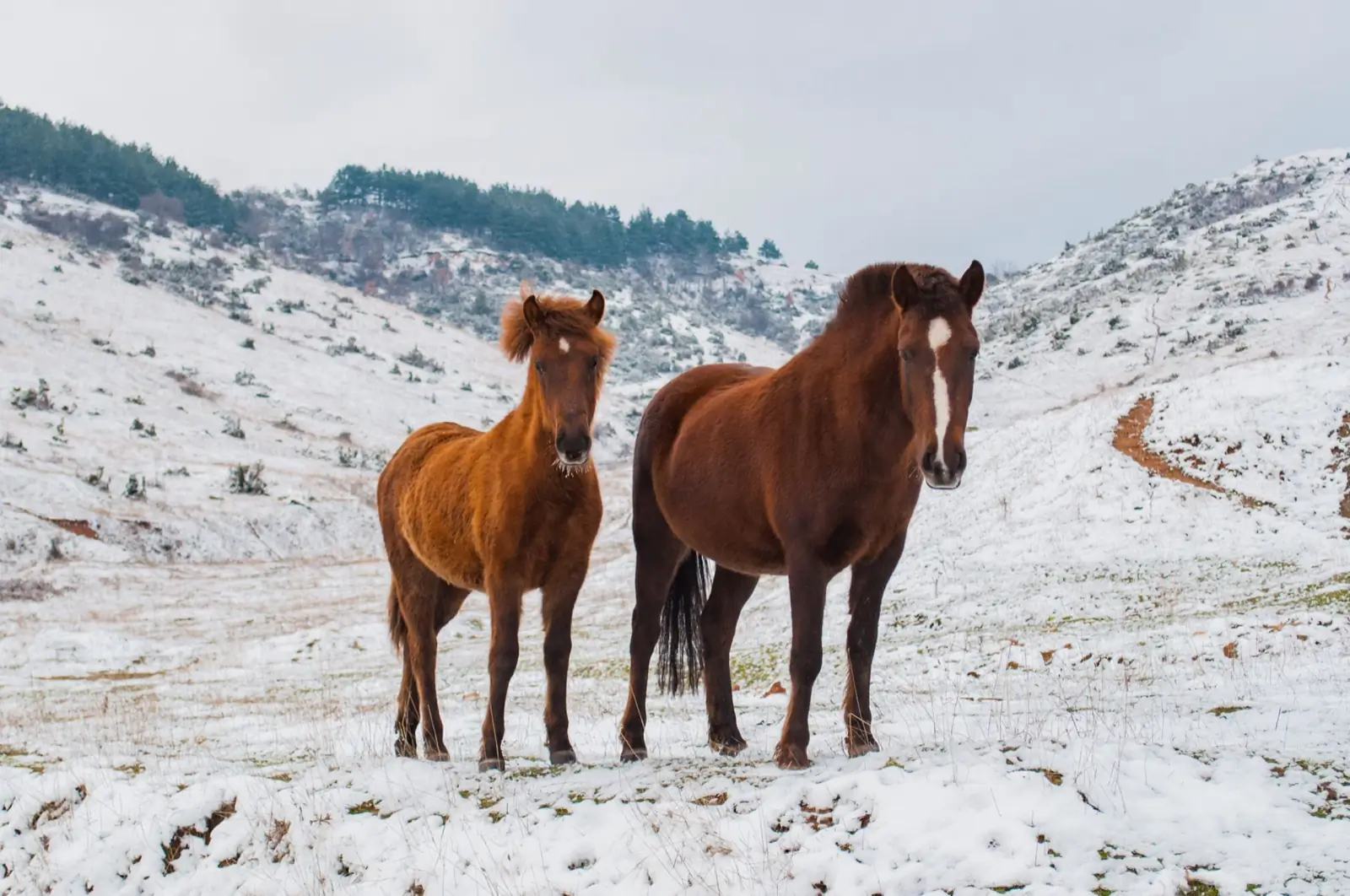 Horses photo, original file