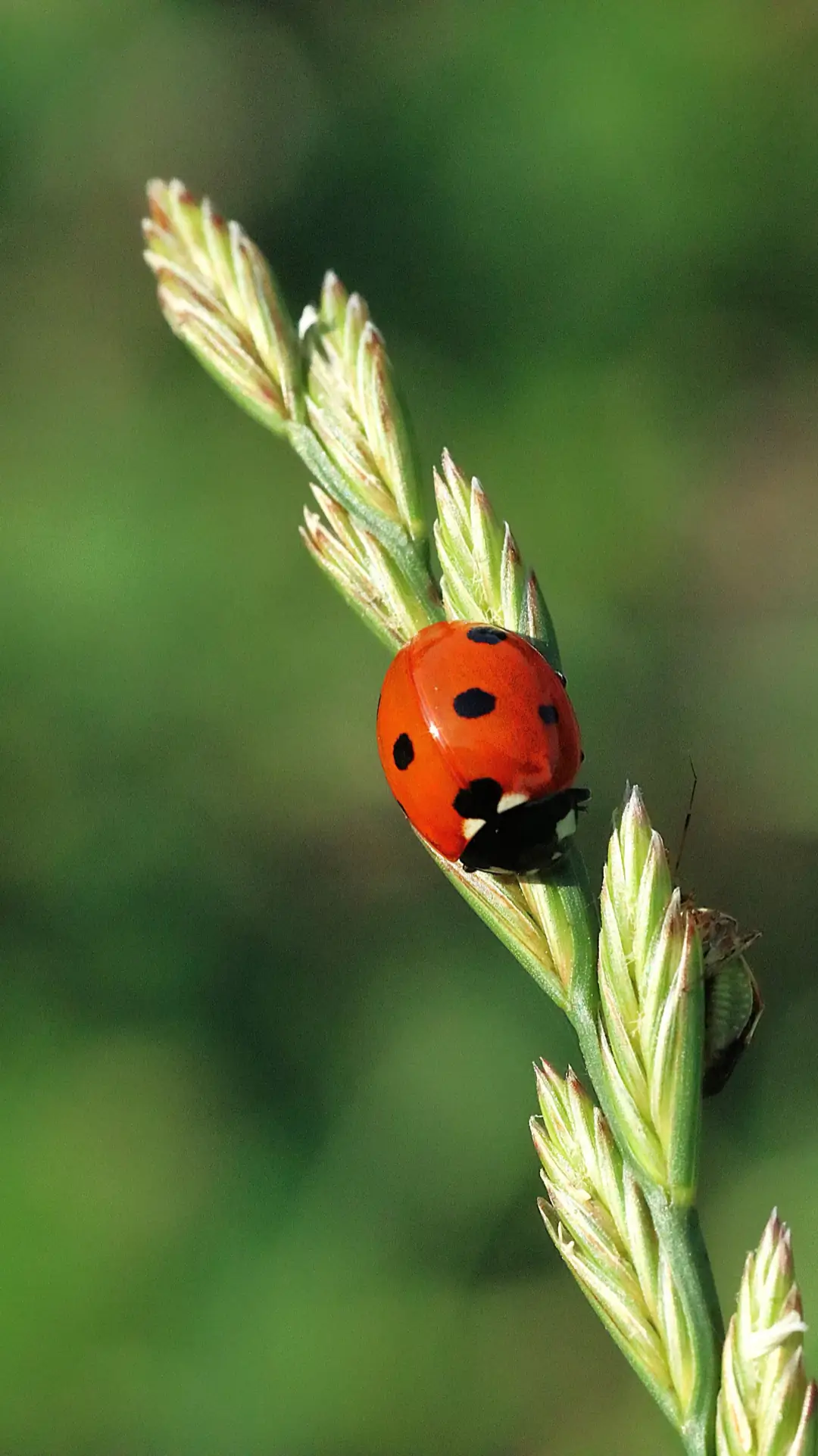 Ladybug photo being converted to a modern format such as AVIF or WebP