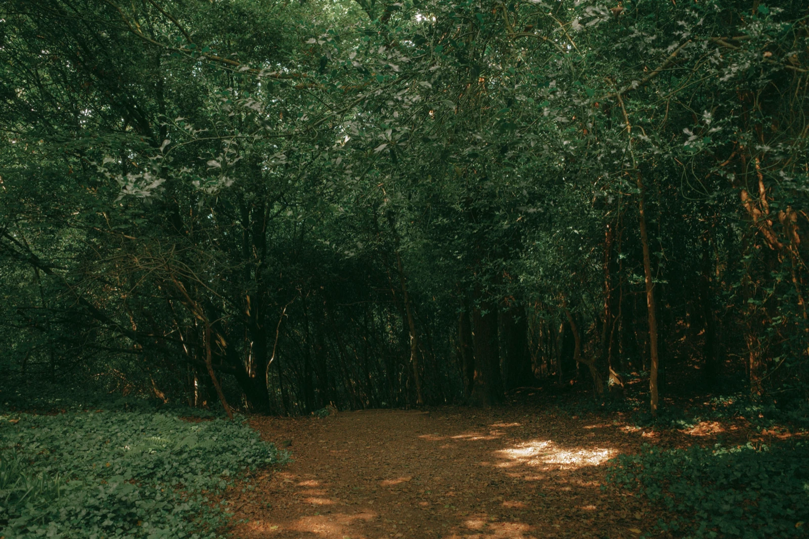 Woodland photo, original JPEG and the JPEG Squeezels made from it